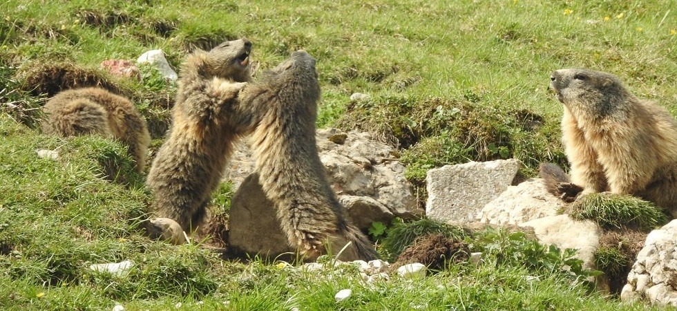 La Cassazione conferma: hanno consentito l'uccisione di marmotte e altre specie protette